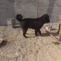 واگذاری توله نرقدرجونی|سگ|جرقویه, |دیوار