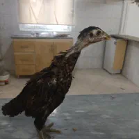 جوجه لاری افغان