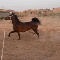 مادیون فروشی