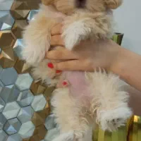 سگ .جفتگیری|سگ|مشهد, الهیه|دیوار