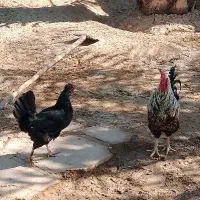 مرغ و خروس عربی اصل اصل تخم گذار|حیوانات مزرعه|باوی, |دیوار