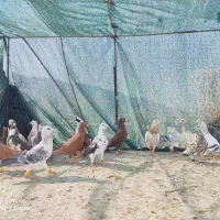 کفتر