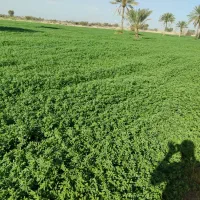 فروش انواع کود و بذر ونهال پیاز|خدمات باغبانی و درختکاری|جیرفت, |دیوار