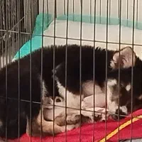 سگ (هاسکی میکس)|سگ|بوشهر, |دیوار