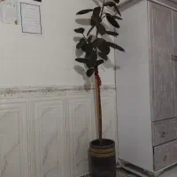 گل فیکوس بلک