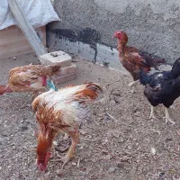 خروس لاری|حیوانات مزرعه|ساوه, |دیوار