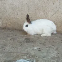 خرگوش ناب قشنگ