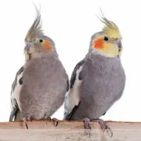 جفت عروس هلندی