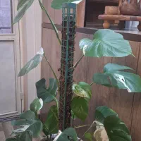 مانسترا (برگ انجیری) ابلق