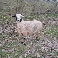 گوسفند جوان ۳ ماه حامله اولین بره