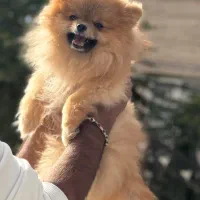 فروش پامر خرسی جذاب|سگ|اردبیل, |دیوار