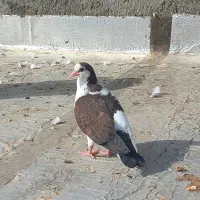 جوجه کبوتر چپ