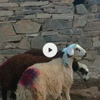 بره ماده خوشگل ناب