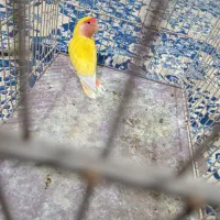 کوتوله نر صورت هلویی