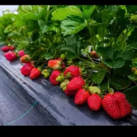 فروش میلگرد 12 آنایتا