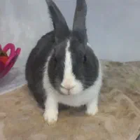 خرگوش خوشگل با قفس