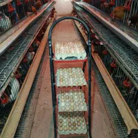 تخم مرغ محلی|خوردنی و آشامیدنی|کرج, حصارک پایین|دیوار