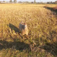 بز ماده جوان