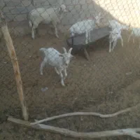 نر سانن اصل و کهره سانن|حیوانات مزرعه|یزد, |دیوار