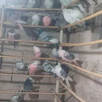 حدودا۳۰ کبوتر عالی