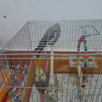 واگزار|پرنده|آذرشهر, |دیوار