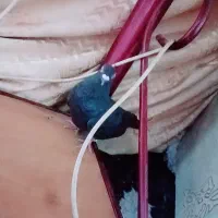 کبوتر ماده زاغ بهترین کبوتر