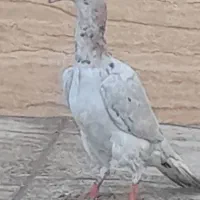 کبوتر کاریر