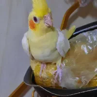 عروس هلندی لوتینیو و گلباقالی|پرنده|اندیشه, اندیشه فاز ۱|دیوار