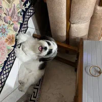 سگ شیتزو سوپر فت