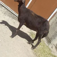 کوسفندماده