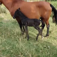 مادیون و کره با مادیون 2