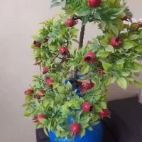 درختچه انار