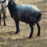 بره مناسب قربانی|حیوانات مزرعه|آبگرم, |دیوار