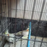 فروش جفت مولد عروس هلندی و برزیلی|پرنده|جهرم, |دیوار