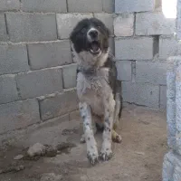 سگ های. نگهبان. واگذاری دهن پاک. به شرط