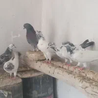کفتر