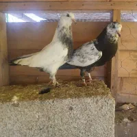 فروش یک جفت جوجه کبوتر دون خور