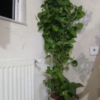 گل پتوس ۱۰ ساله