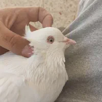 نر دم سیاه|پرنده|صدرا-فارس, فاز ۲|دیوار