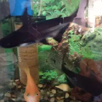 ماهی پنکوسی اسکار سیچیلاید دالر پرت پنکوسی کلمبیای|ماهی|قرچک, مهدیه|دیوار