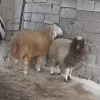 دوعدد بره نر و ماده|حیوانات مزرعه|باوی, |دیوار