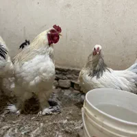 مرغ و‌خروس|حیوانات مزرعه|خمینی‌شهر, |دیوار