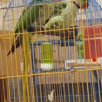 جفت شاه طوطی اسکندر سایز درشت|پرنده|کرمان, |دیوار