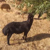 فروش میش قزل داشتی