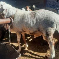 فروش ۲راس بره قوچ