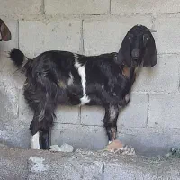 بز پاکستانی