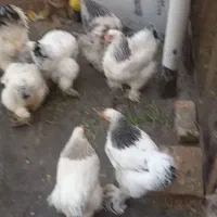 تخم مرغ برهما|حیوانات مزرعه|تهران, استقلال|دیوار