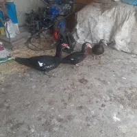 اردک خارجی نر و ماده