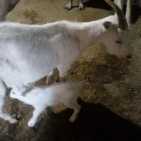 میش وبز وبزغاله|حیوانات مزرعه|تربتحیدریه, بالا ولایت|دیوار