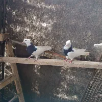 طوقی کاشونی|پرنده|خمینیشهر, |دیوار